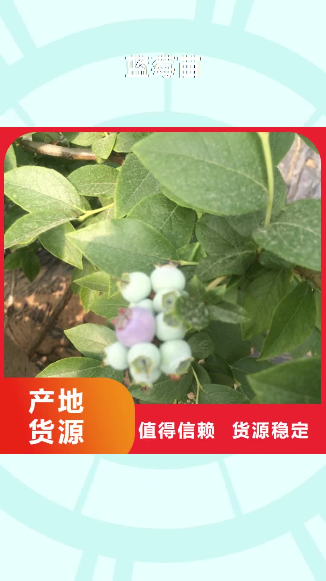 新疆 蓝莓苗-【樱桃苗】保障产品质量